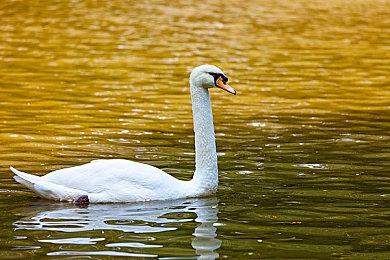 《天国：拯救》登陆Steam Deck 官方发布实机视频